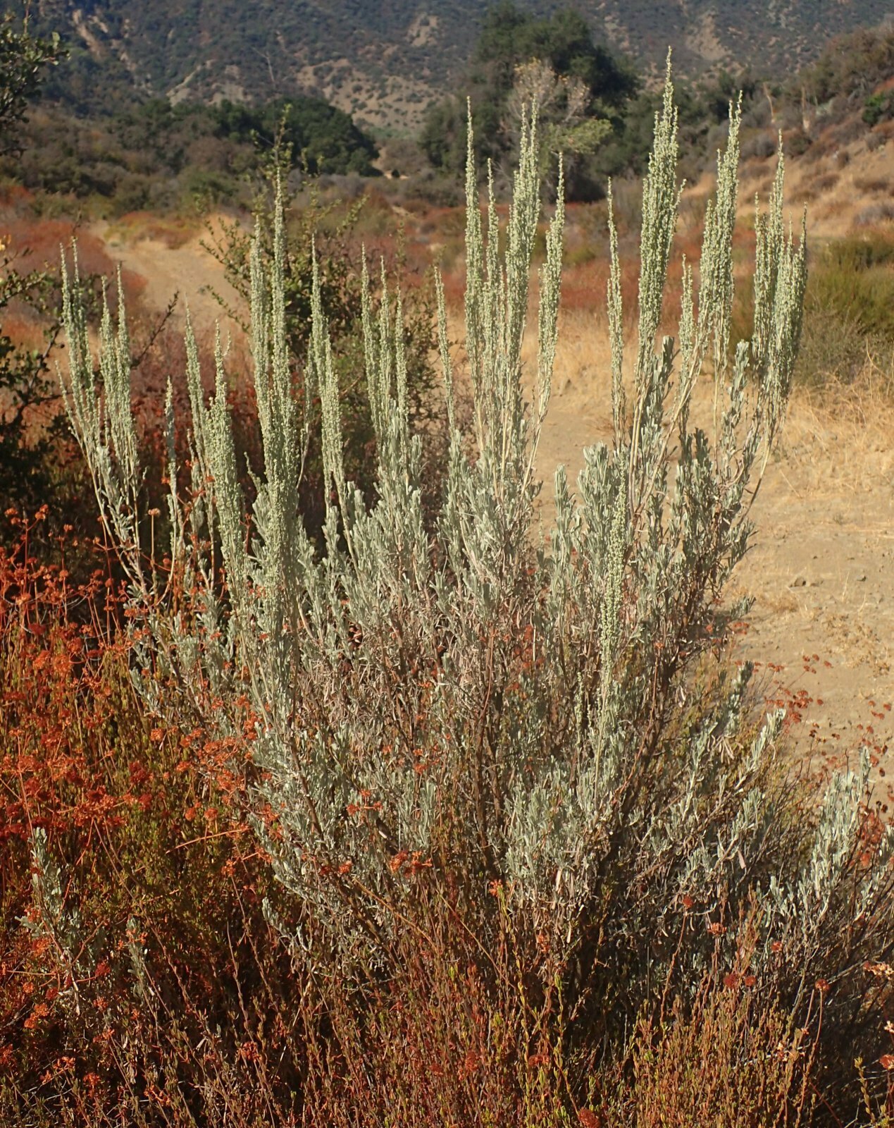 High Resolution Artemisia tridentata Plant